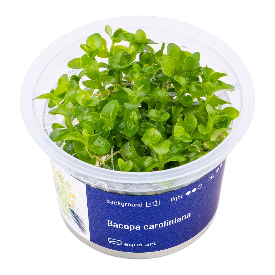 AQUA ART Bacopa caroliniana ÖN SİPARİŞ