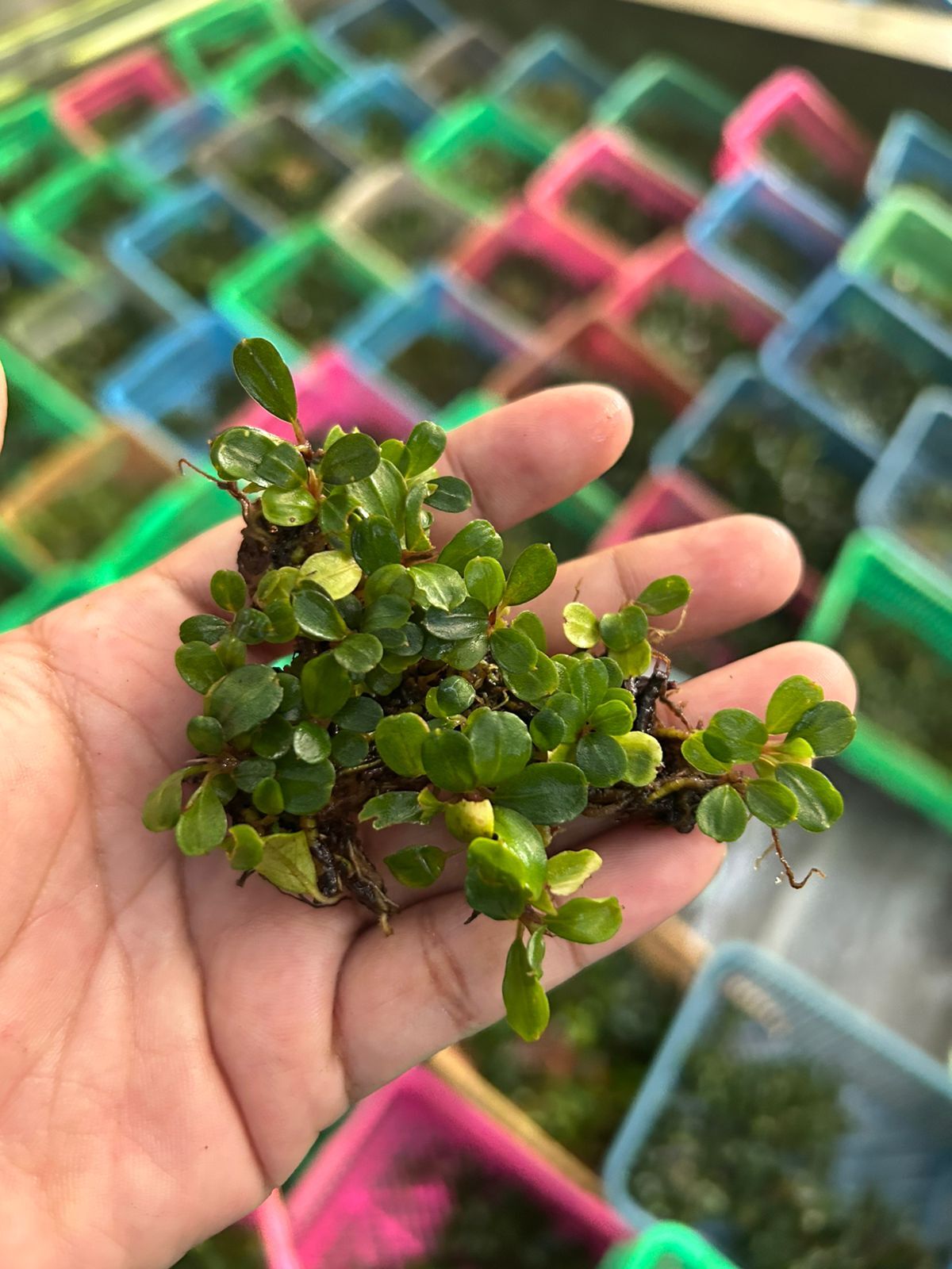 Bucephalandra mini coin 10x10cm - ÖN SİPARİŞ