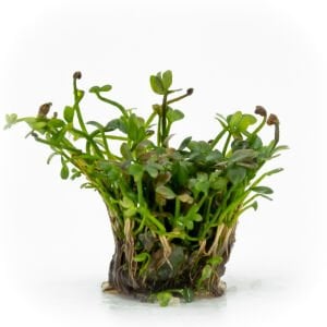 Marsilea hirsuta EXVITRO