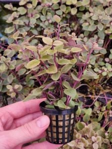 Lobelia cardinalis SAKSI