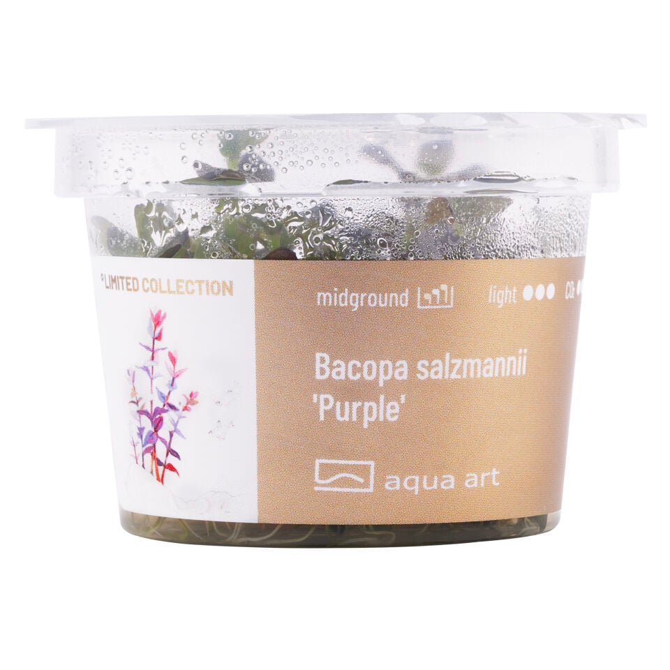 AQUA ART Bacopa salzmannii Purple ÖN SİPARİŞ
