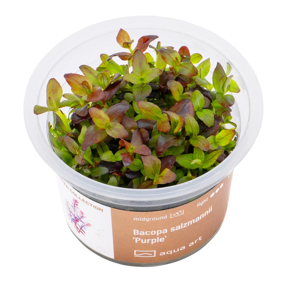 AQUA ART Bacopa salzmannii Purple ÖN SİPARİŞ