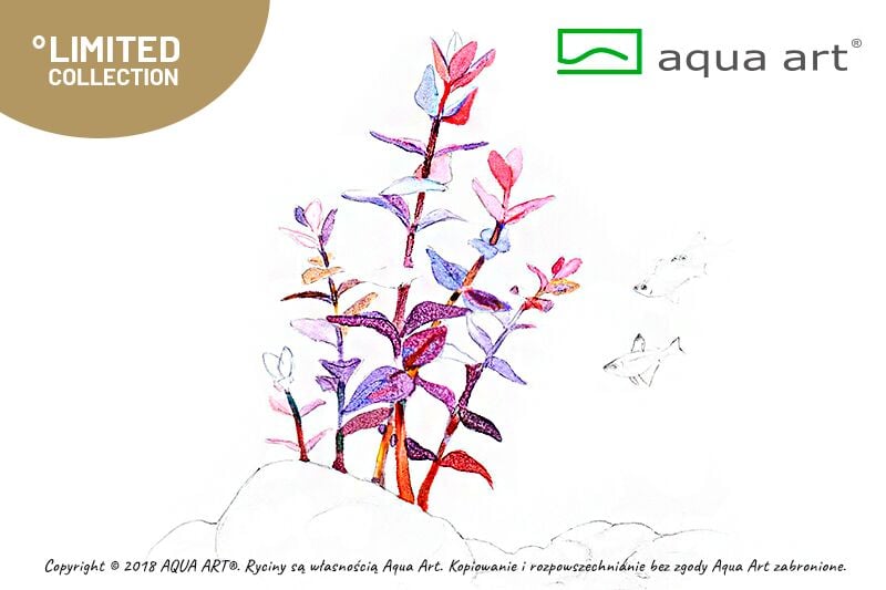 AQUA ART Bacopa salzmannii Purple ÖN SİPARİŞ