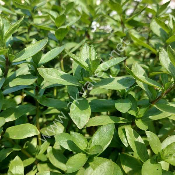 Hygrophila polysperma ceylon SAKSI