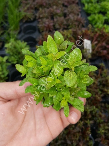 Hygrophila polysperma ceylon SAKSI