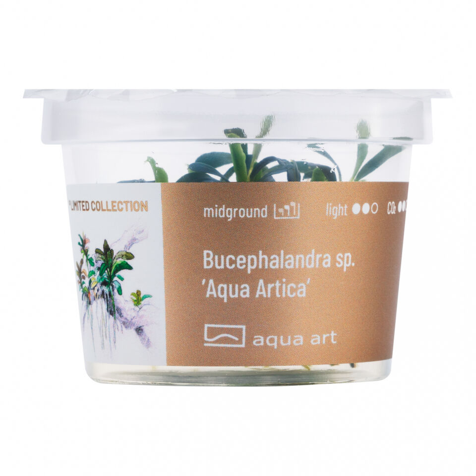 AQUA ART Bucephalandra sp. Aqua Artica ÖN SİPARİŞ