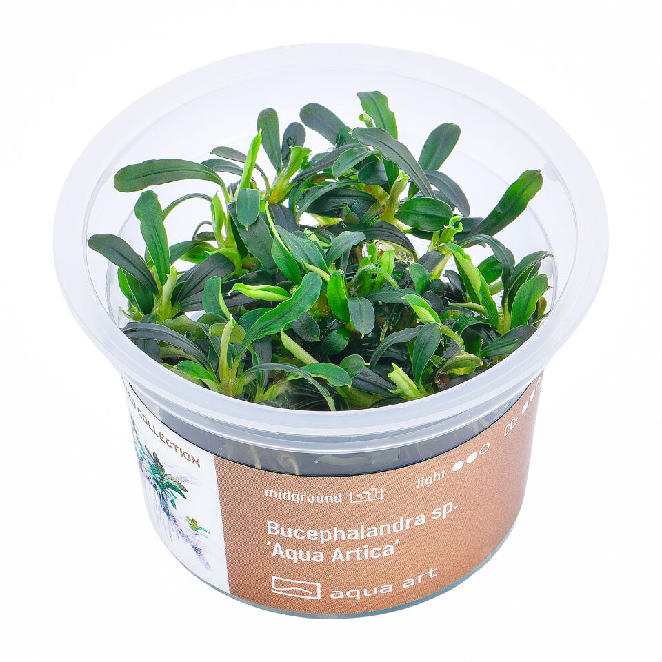 AQUA ART Bucephalandra sp. Aqua Artica ÖN SİPARİŞ