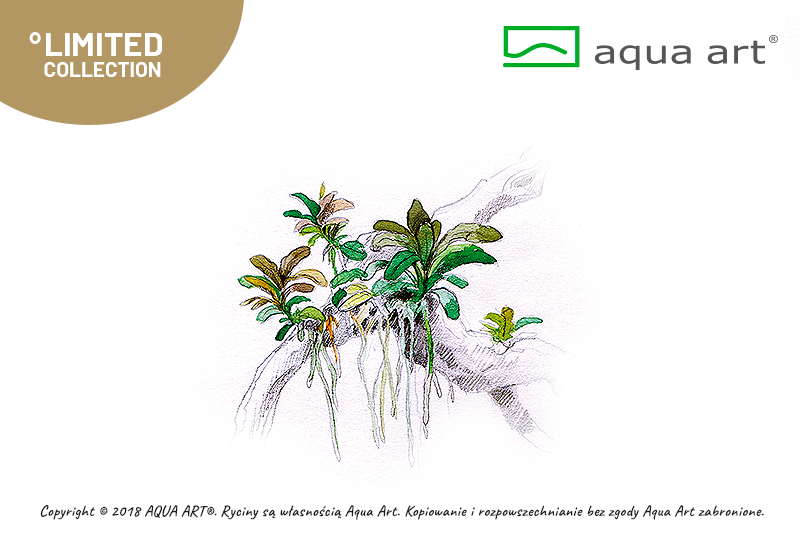 AQUA ART Bucephalandra sp. Aqua Artica ÖN SİPARİŞ