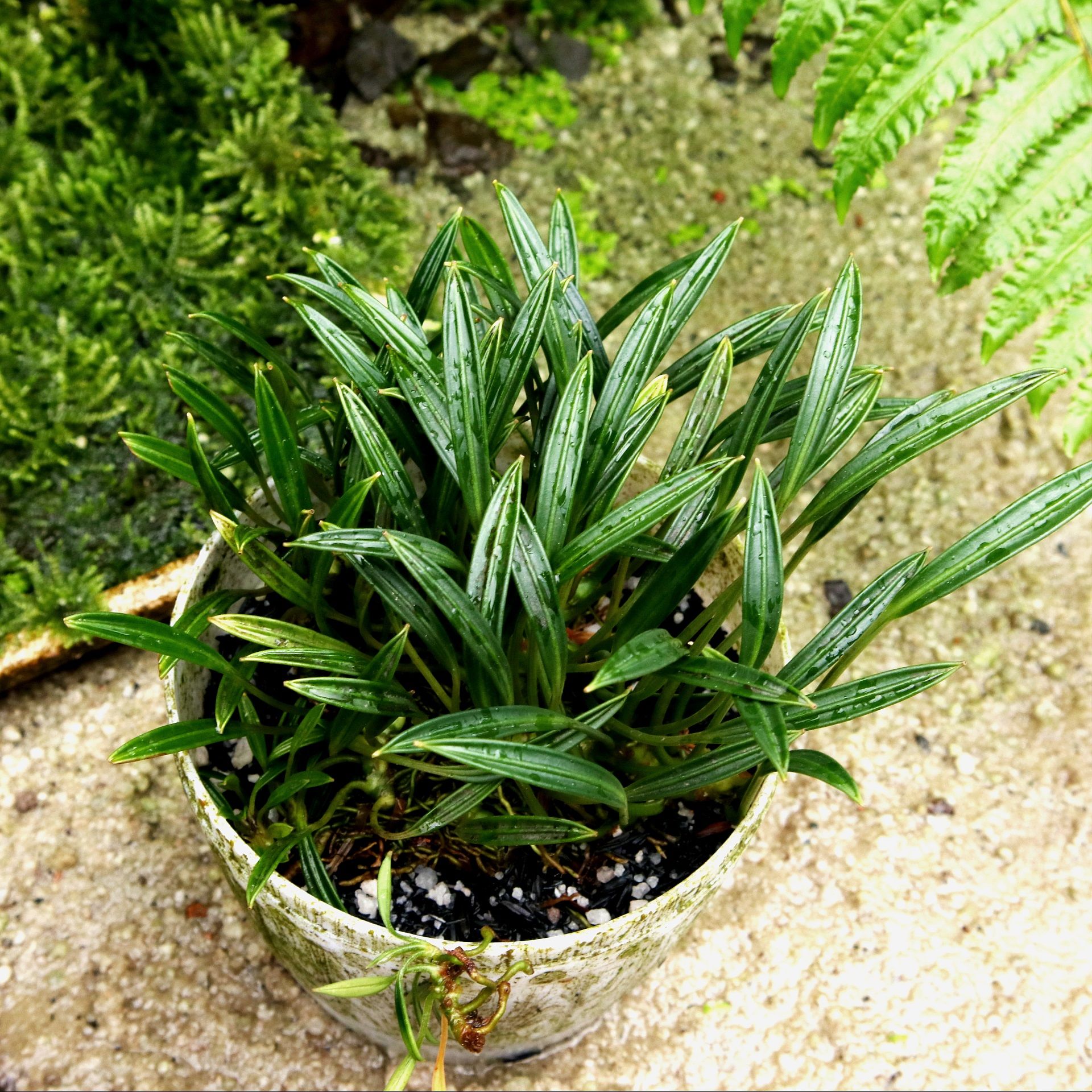 Aridarum caulescens M.Hotta (Aridarum round leaf)