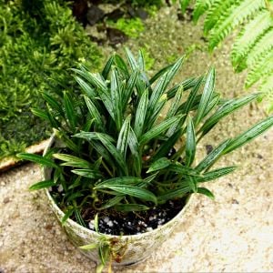 Aridarum caulescens M.Hotta (Aridarum round leaf)