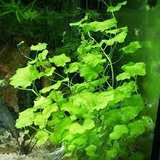 Cardamine lyrata SAKSI