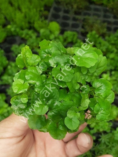 Cardamine lyrata SAKSI