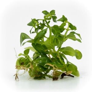 Staurogyne sao paulo EXVITRO