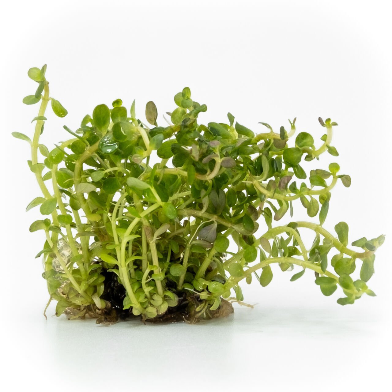 Rotala ceylon EXVITRO