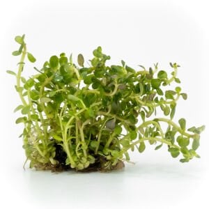 Rotala ceylon EXVITRO