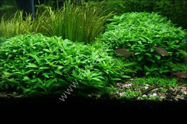 Staurogyne sao paulo EXVITRO