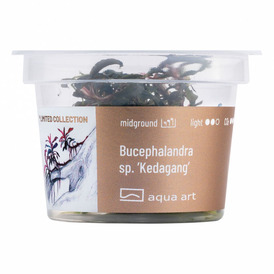 AQUA ART Bucephalandra sp. Kedagang ÖN SİPARİŞ