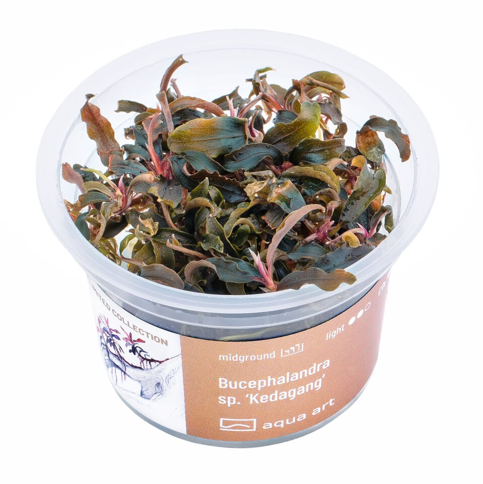 AQUA ART Bucephalandra sp. Kedagang ÖN SİPARİŞ