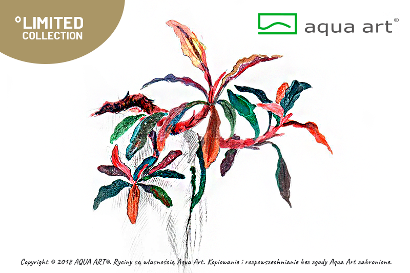 AQUA ART Bucephalandra sp. Kedagang ÖN SİPARİŞ