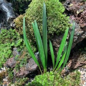 Aridarum montanum Ridl. (Aridarum Long leaf)