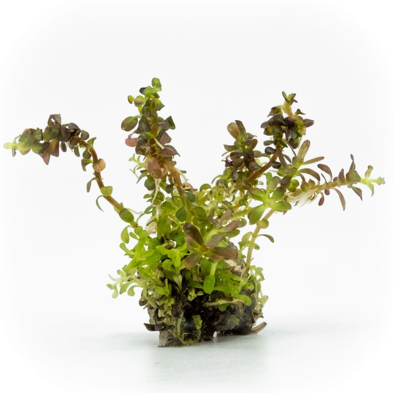 Rotala colorata EXVITRO
