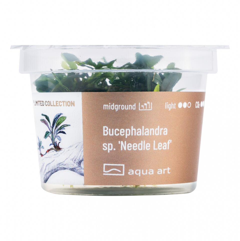 AQUA ART Bucephalandra sp. Needle leaf ÖN SİPARİŞ