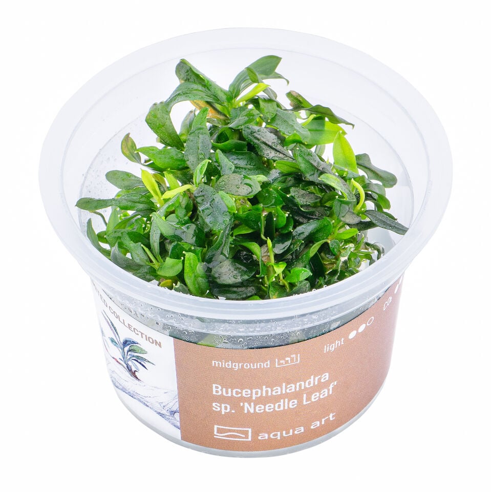 AQUA ART Bucephalandra sp. Needle leaf ÖN SİPARİŞ