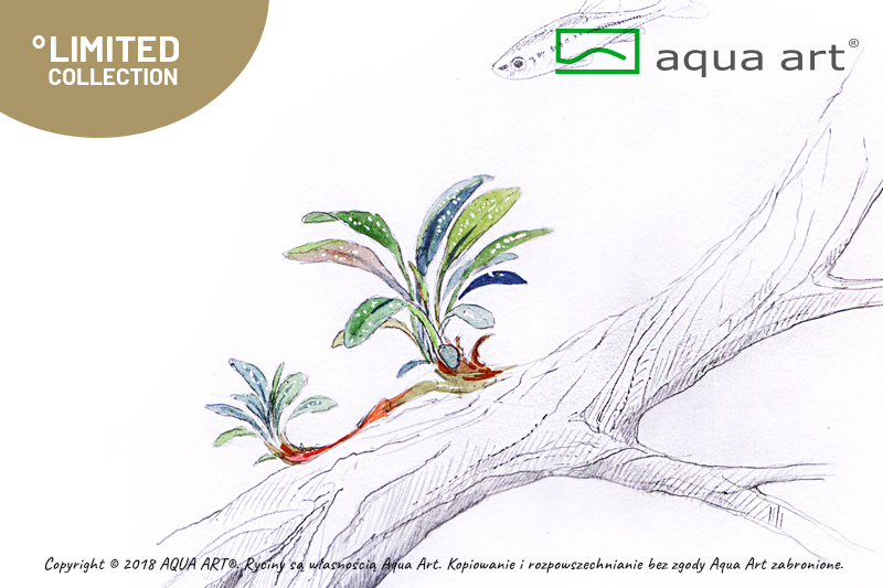 AQUA ART Bucephalandra sp. Needle leaf ÖN SİPARİŞ