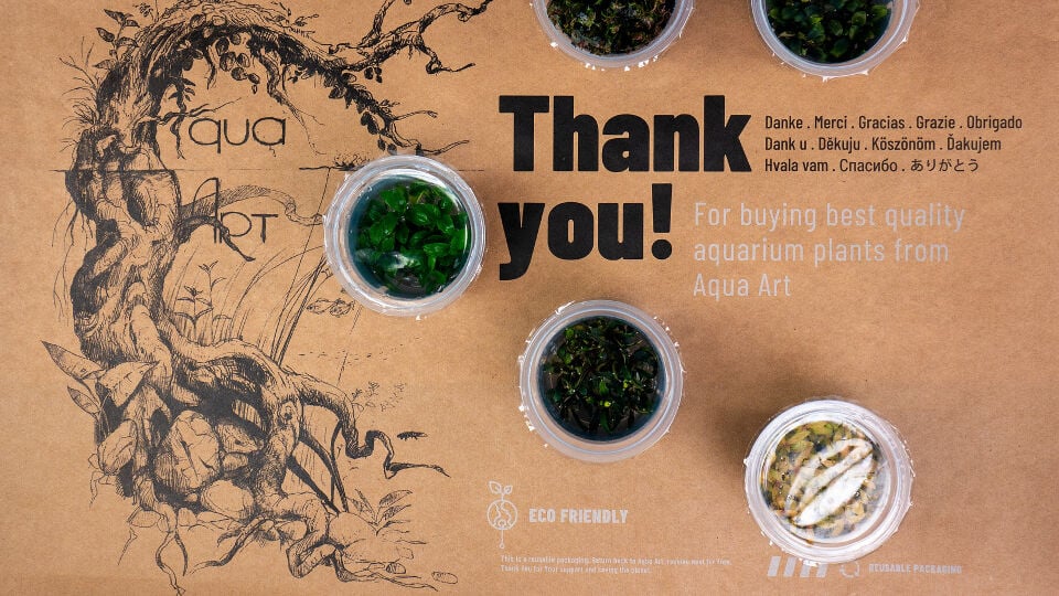 AQUA ART Bucephalandra sp. Needle leaf ÖN SİPARİŞ