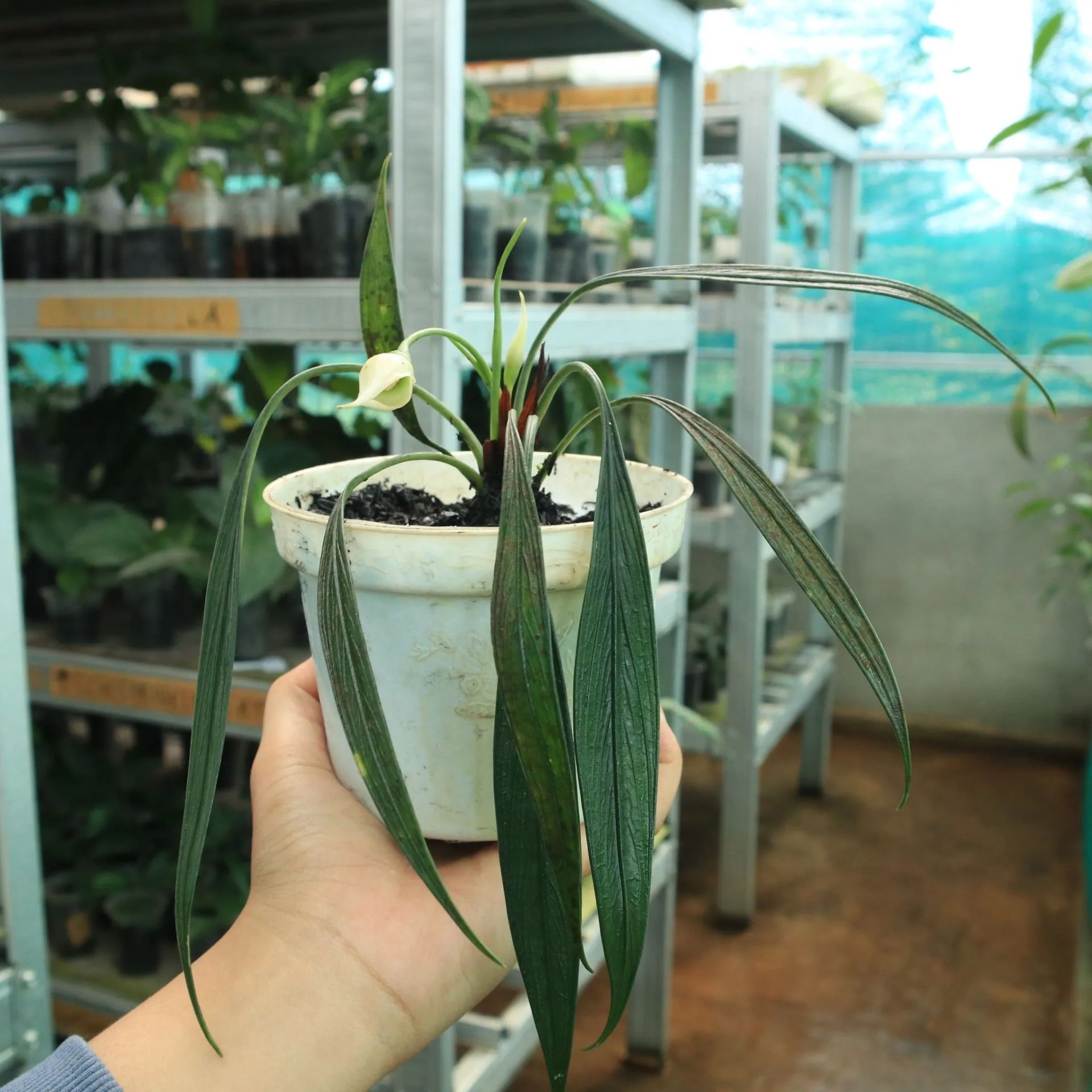 Aridarum Perisai ÖN SİPARİŞ