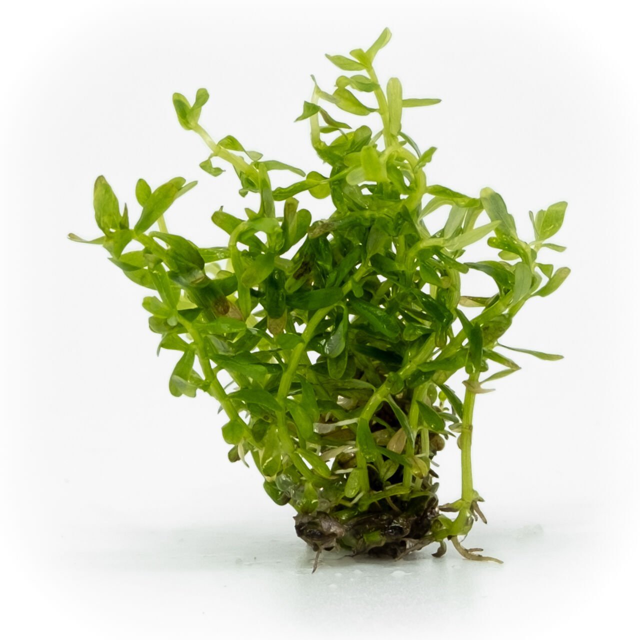 Rotala rotundifolia green EXVITRO