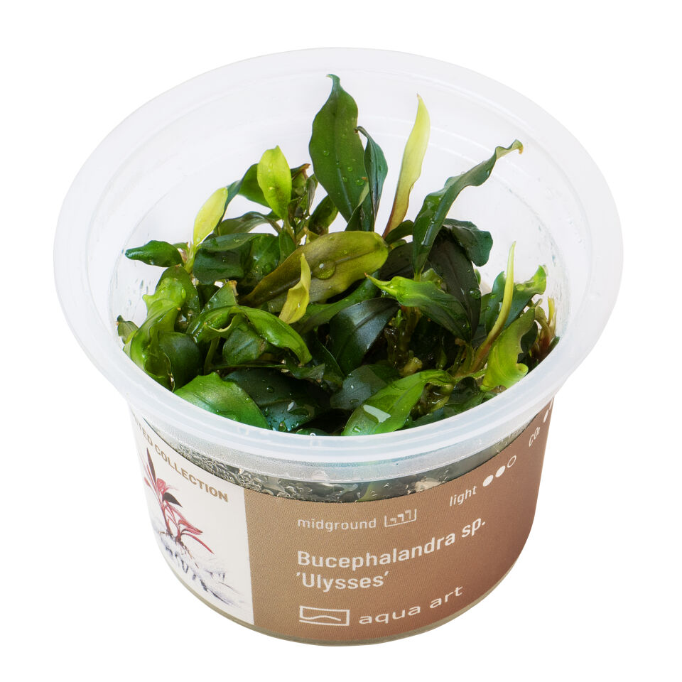 AQUA ART Bucephalandra sp. Ulysses ÖN SİPARİŞ
