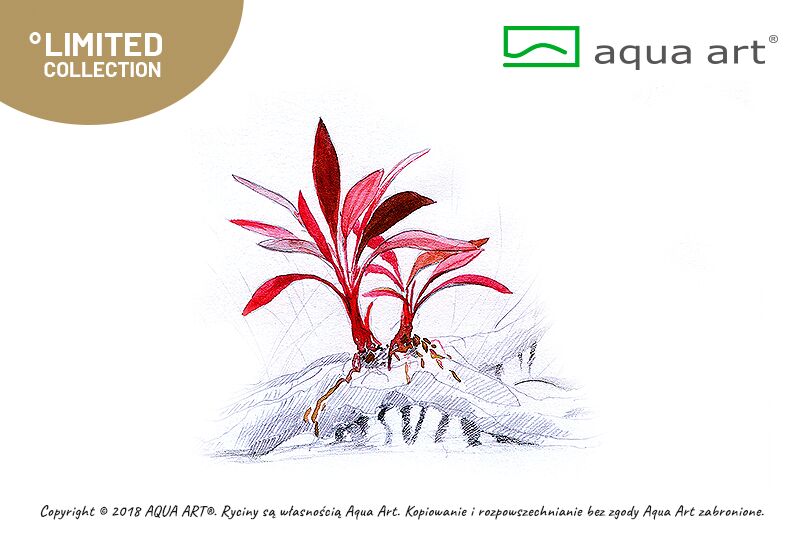 AQUA ART Bucephalandra sp. Ulysses ÖN SİPARİŞ