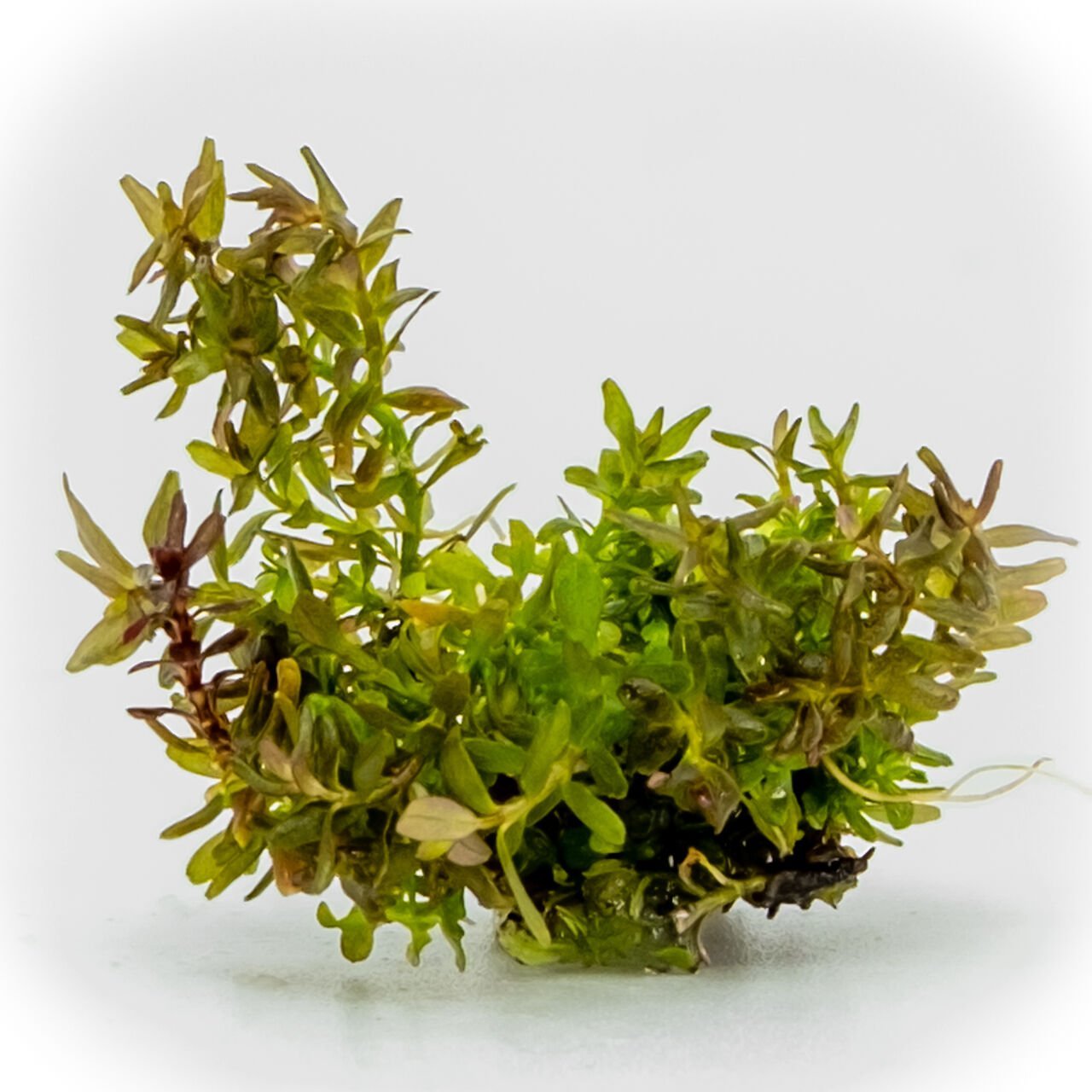 Rotala macrandra mini red EXVITRO