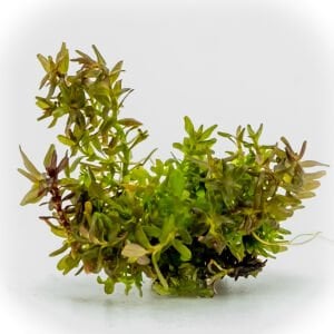 Rotala macrandra mini red EXVITRO