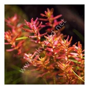 Rotala macrandra mini red EXVITRO