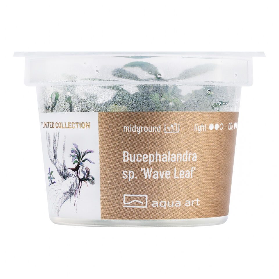 AQUA ART Bucephalandra sp. Wave leaf ÖN SİPARİŞ