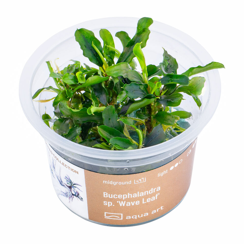 AQUA ART Bucephalandra sp. Wave leaf ÖN SİPARİŞ
