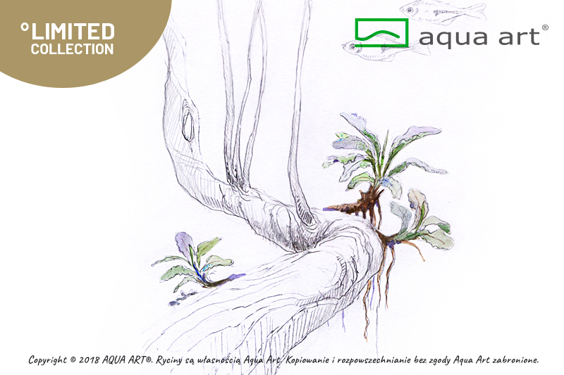 AQUA ART Bucephalandra sp. Wave leaf ÖN SİPARİŞ
