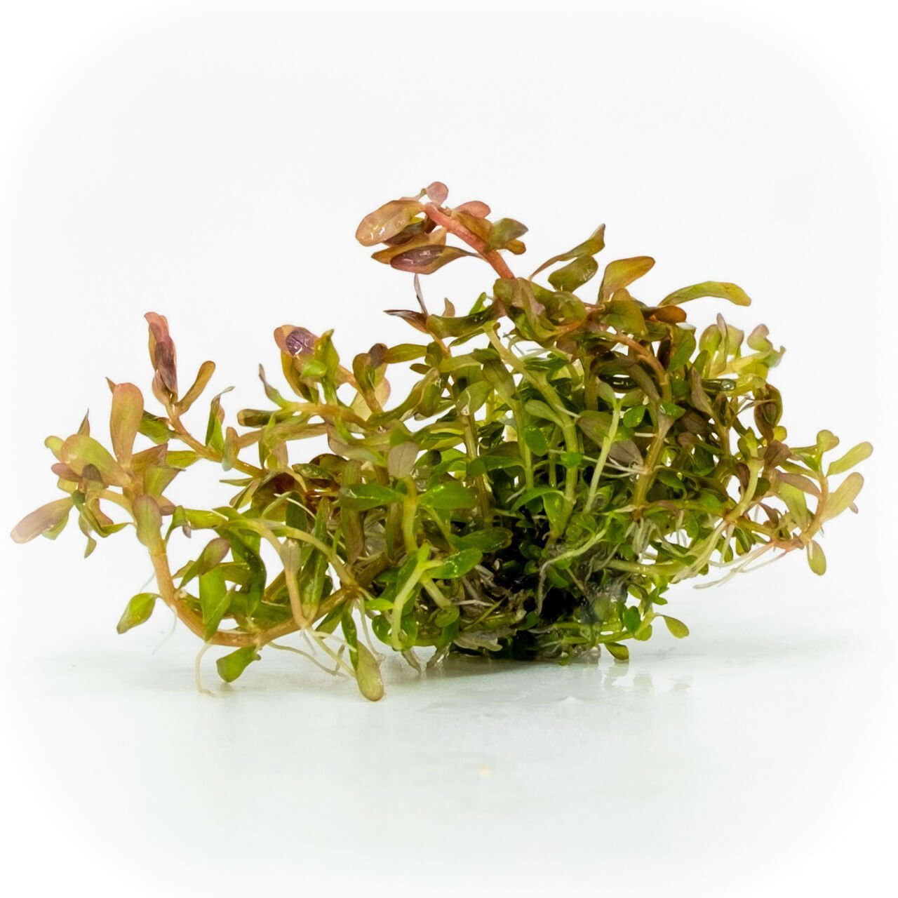 Rotala florida EXVITRO