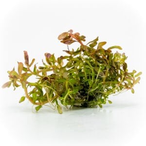 Rotala florida EXVITRO