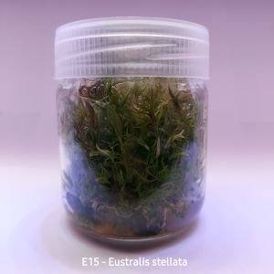 Eustralis stellata IN VITRO JAR (KAVANOZ)