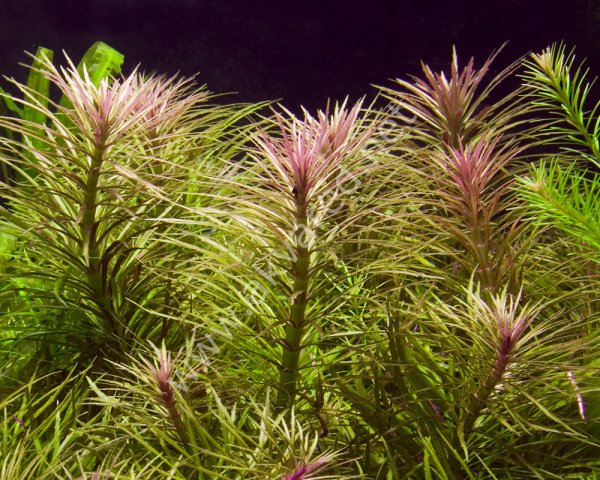 Eustralis stellata IN VITRO JAR (KAVANOZ)