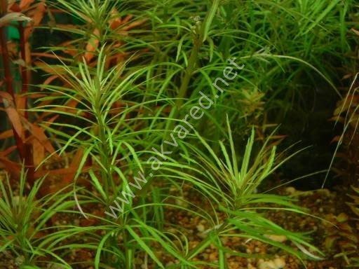 Eustralis stellata IN VITRO JAR (KAVANOZ)