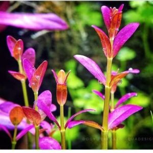Rotala melusine EX VITRO