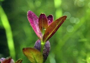 Rotala melusine EX VITRO