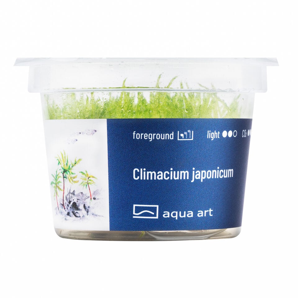 AQUA ART Climacium japonicum ÖN SİPARİŞ