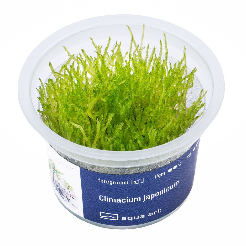 AQUA ART Climacium japonicum ÖN SİPARİŞ