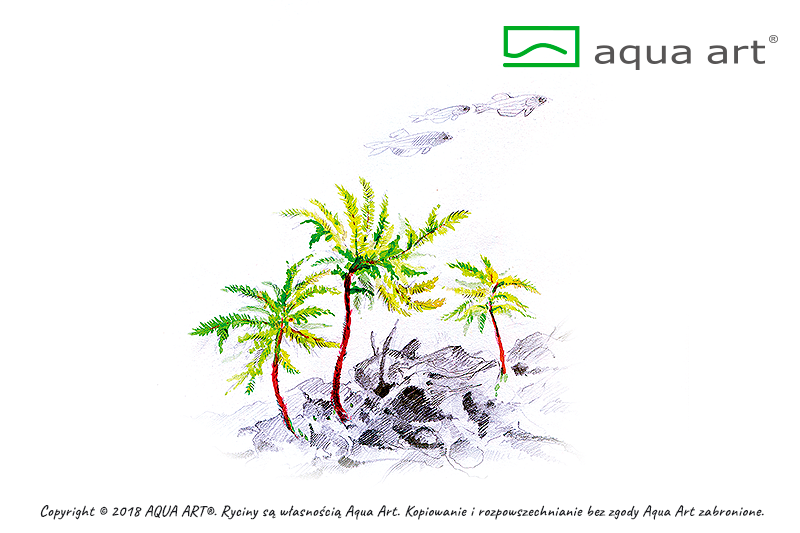 AQUA ART Climacium japonicum ÖN SİPARİŞ