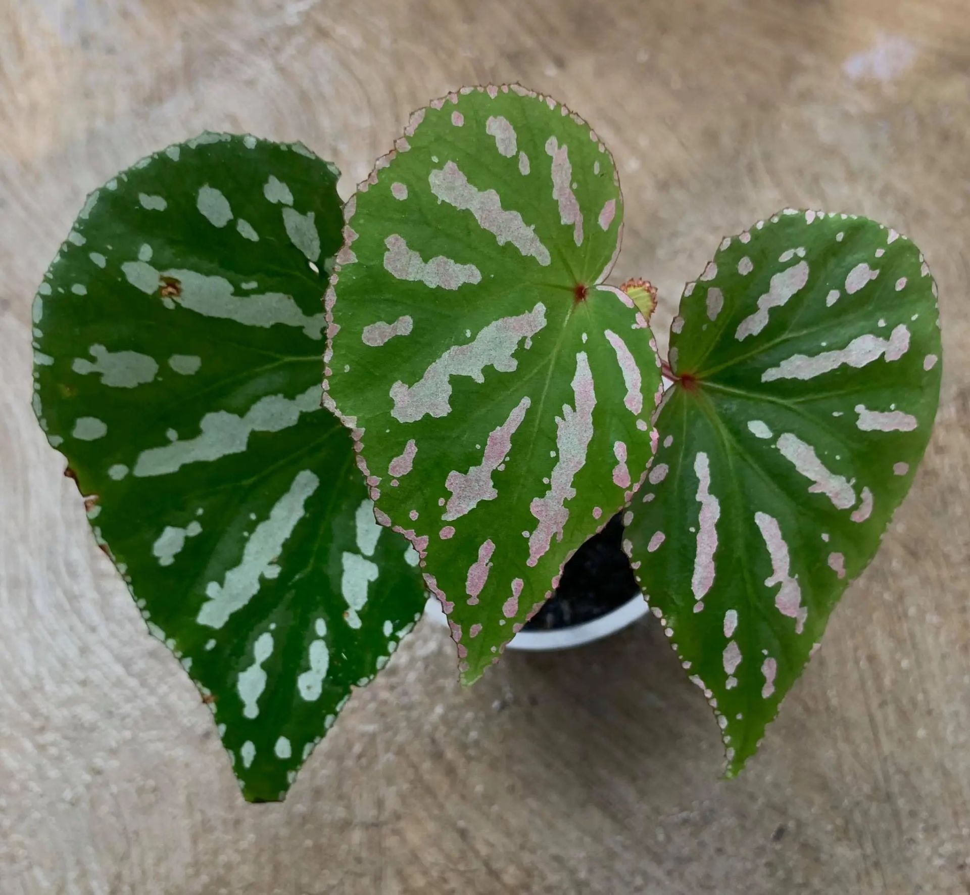 Begonia acidulenta S.Julia & Kiew(ex.  Begonia Uning)
